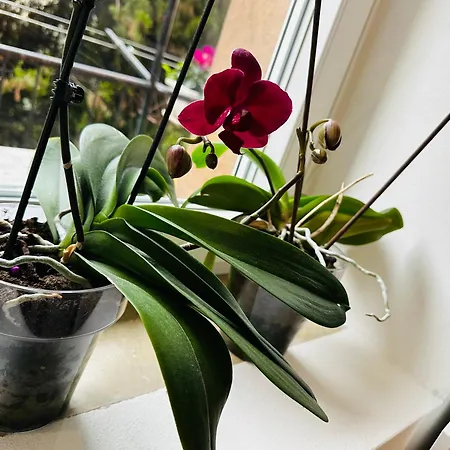 Apartament Casa Geoross Werona