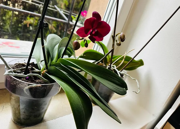 Lejlighed Casa Geoross Verona